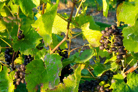 bunches of black grapes hanging down, growing on a grape vine, behind the grapes the sun is shining through the vine casting a light beam across the grapes, english vineyard, sussex, uk,の写真素材