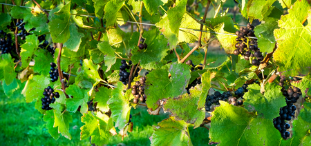 bunches of black grapes hanging down, growing on a grape vine, behind the grapes the sun is shining through the vine casting a light beam across the grapes, english vineyard, sussex, uk,の写真素材