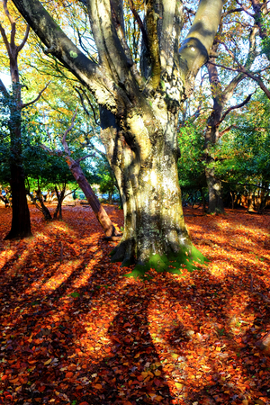 Glistening, golden trees in a forest in the autumn, fall, light is streaming through the trees casting high lights and shadows on the floor which is covered in golden autumn leaves, New Forest, Hampshire,England, United Kingdom, UK,の写真素材