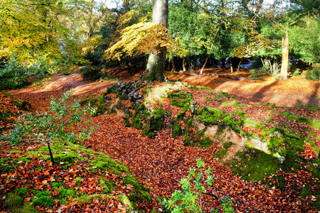 Glistening, golden trees and tree roots in a forest in the autumn, running through the middle of the trees is a autumn leaf covered pathway, fall, light is streaming through the trees casting sunbeams on the floor, New Forest, Hampshire,England, United Kingdom, UK,の写真素材