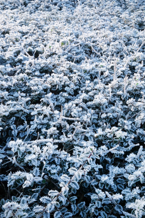 Close up of thick frost often known as radiation frost or hoarfrost on leaves on the top of a hedge, this type of frost forms when the object becomes colder than the surrounding air, the hedge has a flat top and has been photographed with a diminishing perspectiveの写真素材
