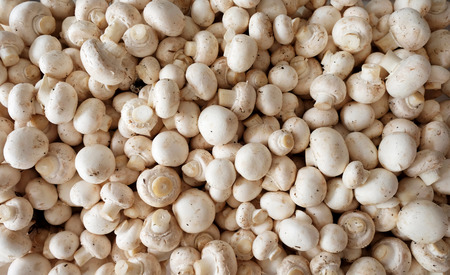 Around one hundred raw button mushrooms piled on top of each other, overhead view point looking down onto mushroomsの写真素材