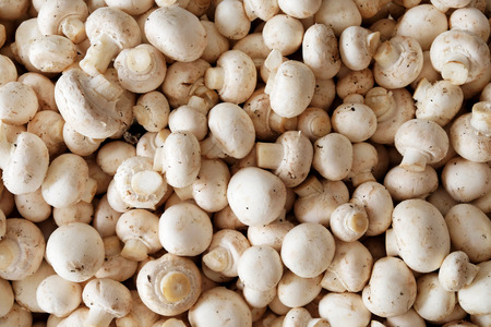 Around one hundred raw button mushrooms piled on top of each other, overhead view point looking down onto mushroomsの写真素材