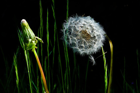 A still life close up of a white circular dandelion seed head, also known as a dandelion clock next to unopened dandelion and a black background, eleven individual blades of green grass are popping up behind the dandelion clockの写真素材