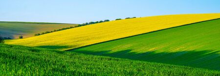 Sussex rolling hills with rape field crops and green early wheat in the long rolling fields, the light is low casting high lights and long shadows on the hills, the fields form graphic colours and shapesの写真素材
