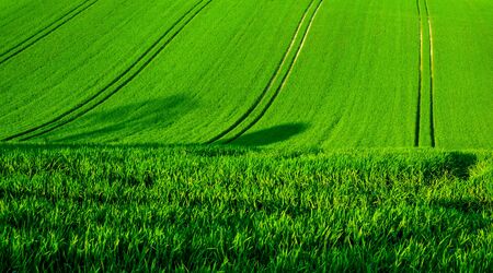 A rolling green wheat field on a hill with four seperate lines of tractor tyre tracks running vertically up the green field, Sussex, England  the lines in the field form graphic and shapesの写真素材