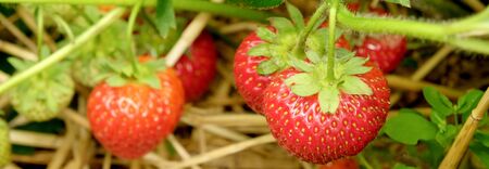 five ripe red strawberries growing in strawberry patch, surrounding the strawberries are the green leaves of the strawberry patch, horizontal formatの写真素材