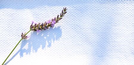 a fresh stem of purple lavender on a white textured linen background, the lavender is on the left leaving copy space on the left, above view,の写真素材