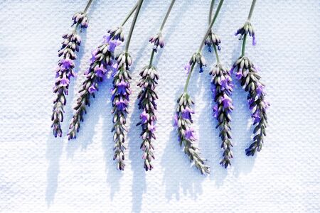 seven stems of purple lavender on a white textured linen background, above view, copy spaceの写真素材
