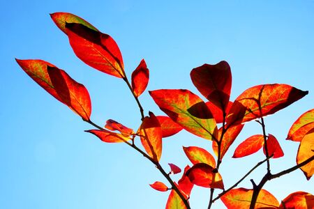 close up of branches holding red and green oval leaves, against a blue sky, graphical shapes.