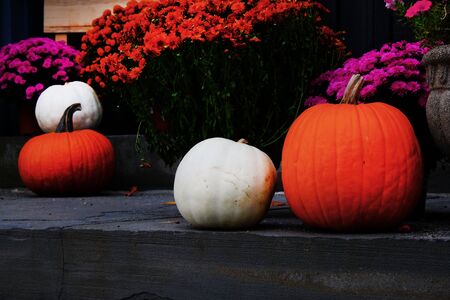 four pumkins, two white and two orange on a grey foreground with halloween daisy flowers in pots, the image has a dark glow, copy space around the pumpkins, horizontal formatの写真素材