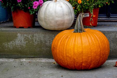 Two pumkins, one white and one orange on a grey foreground and black background, with daisy flowers, copy space around the pumpkins, vertical formatの写真素材