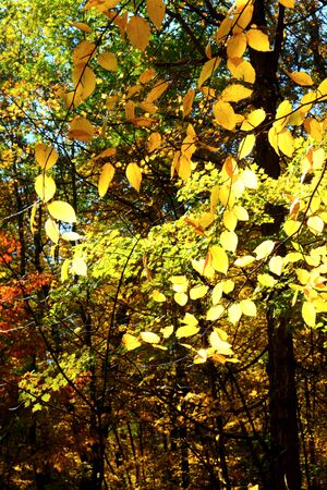 close up of golden, red and yellow leaves with the sun shining through the leaves in a wood in the Autumn fall, sunlight is streaming through the trees. Olana State Historic Site, Hudson, New York State, USAの写真素材