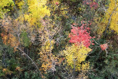 looking down on a thick woodland in the fall, the tree canopy is golden, red, yellow, sunlight is shining onto the trees. Olana State Historic Site, Hudson, New York State, USAの写真素材