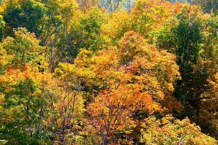 Golden leaves on trees in thick woodland in the Autumn fall, overhead view of the fall tree canopy, bright orange and red colours, Olana State Historic Site, Hudson, New York State, USAの写真素材