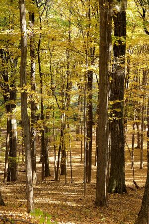 Golden leaves on trees in thick woodland in the Autumn fall, sunlight is streaming through the trees. Olana State Historic Site, Hudson, New York State, USAの写真素材