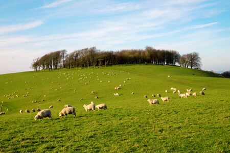 A flock of sheep grazing on a hillside with a circular copse of trees at the top of the hill and blue sky behind, chanctonbury ring, Sussex, England, UK, United Kingdom, Britianの写真素材
