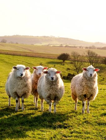 Four sheep standing in a line looking at the camera in a green field, Sussex, England, UK, United Kingdom, Britianの写真素材