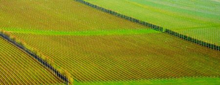 Sussex, England, United Kingdom, wine growing region, hundreds of lines of grape vines in an English vineyard growing in straight lines with green grass in the middle, the vines are on a rolling hillside forming beautiful shapes and patterns in the countryside.の写真素材