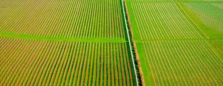 Sussex, England, United Kingdom, wine growing region, hundreds of lines of grape vines in an English vineyard growing in straight lines with green grass in the middle, the vines are on a rolling hillside forming beautiful shapes and patterns in the countryside.の写真素材