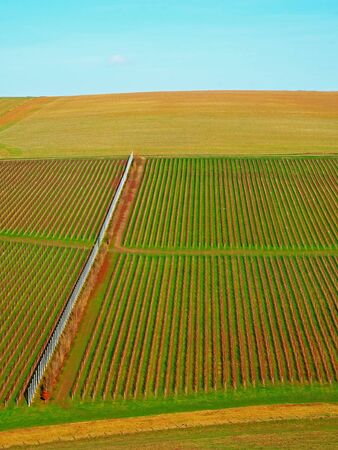 Sussex, England, United Kingdom, wine growing region, hundreds of lines of grape vines in an English vineyard growing in straight lines with green grass in the middle, the vines are on a rolling hillside with a yellow field and blue sky behind forming beautiful shapes and patterns in the countryside.の写真素材