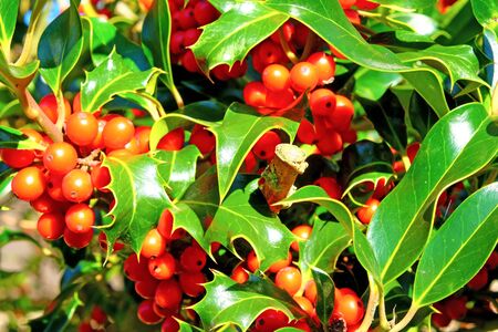 close up of red holly berries and green leaves on a holly bush at Christmasの写真素材