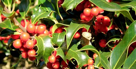 close up of red holly berries and green leaves on a holly bush at Christmasの写真素材