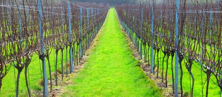 Sussex, England, United Kingdom, wine growing region, rows of long straight grapevines in the winter in an English vineyard, bright green grass runs down the centre of the vines, UK. の写真素材