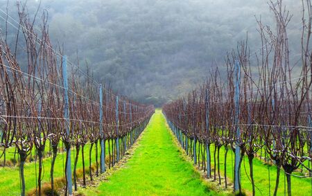 Sussex, England, United Kingdom, wine growing region, rows of long straight grapevines in the winter in an English vineyard, bright green grass runs down the centre of the vines in the background is a hill of trees, UK. の写真素材