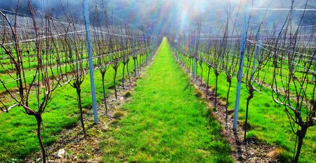 Sussex, England, wine growing region, rows of long straight grapevines in the winter in an English vineyard, bright green grass runs down the centre of the vines and a hallow light from the sun is glowing in the sky, United Kingdom, UK.の写真素材