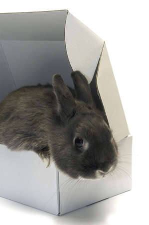 portrait of a rabbit in a box to illustrate the shipment of goods and trade                                の写真素材