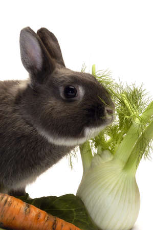 portrait of a rabbit and his favorite vegetables in studio on white background                                の写真素材