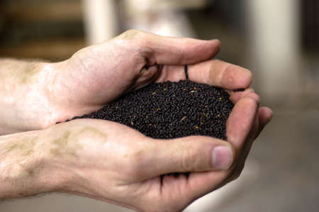 the harvest of colza with machines like a reaping-machine threshing-machine and tractorの写真素材