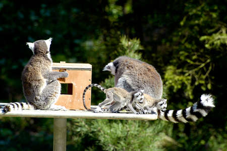 Family of lemurs to the zooの写真素材