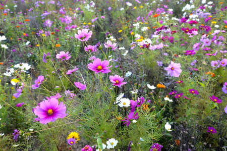 wild flowers in a field