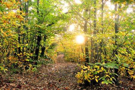 Underwood in autumn in France in the Cevennes