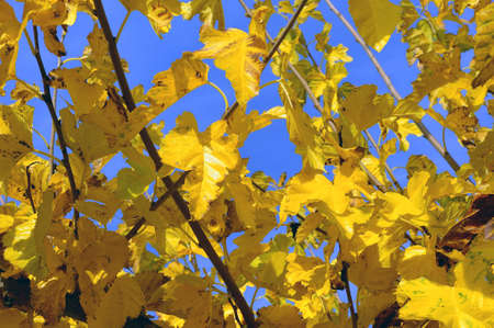 a sharp very yellow tree in autumn on a bottom of blue sky.