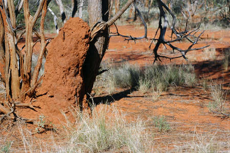 termite mound in the Australian bushの写真素材