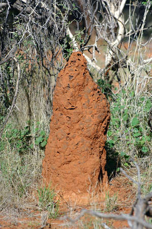 termite mound in the Australian bushの写真素材