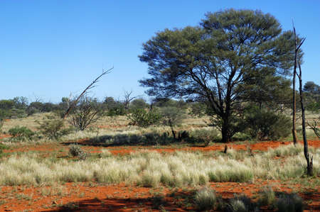landscape of the Australian bushの写真素材