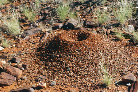 termite mound in the Australian bushの写真素材