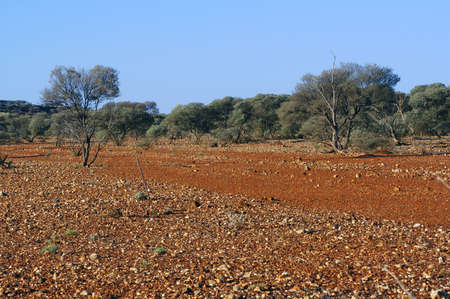 landscape of the Australian bush