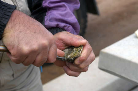 Australian oyster tasting on the roadside