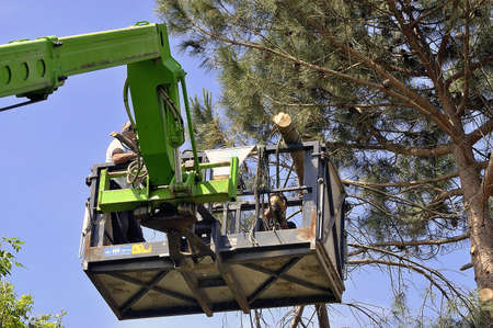 cross of a large tree become dangerous