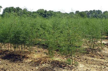 culture of asparagusesの写真素材