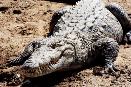 Sacred crocodiles of Sabou in Burkina Fasoの写真素材