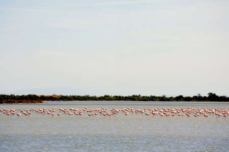 Flamingos in Camargue in the vicinity of Saintes-Maries-de-la-Mer in Languedoc-Roussillon.の写真素材