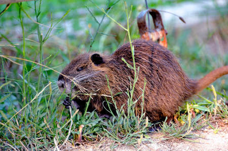 Coon enjoying the quiet of the night to look for food packages.の写真素材
