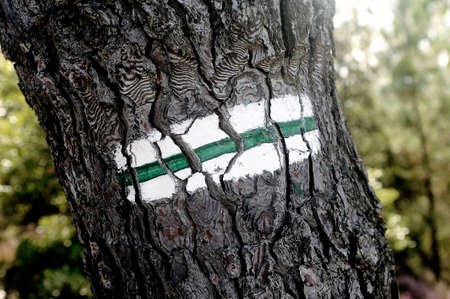 Tagging hiking path to the green and white paint on a tree trunk.の写真素材