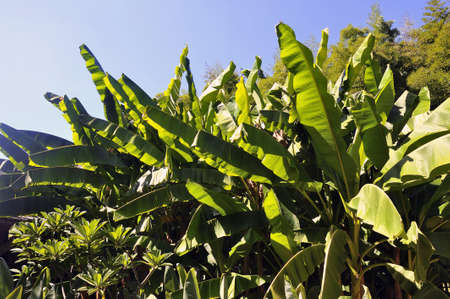 banana tree in the park Anduze bamboo where almost all species are represented and promoted in an Asian gardenの写真素材